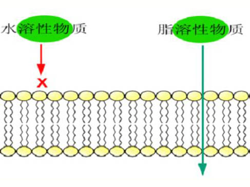 科學(xué)發(fā)展的歷程與細胞膜結(jié)構(gòu)的各種學(xué)說